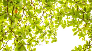 Beyaz üzerine yeşil yaprak arkaplanı.