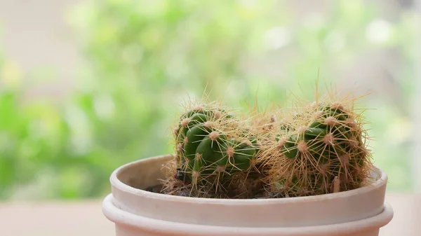 Petites plantes de cactus sur fond vert . — Photo