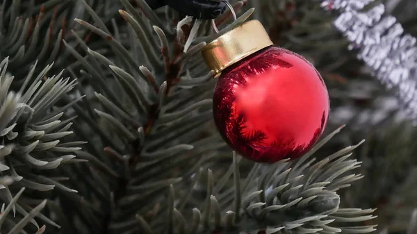 Röd julboll på grönt träd. — Stockfoto