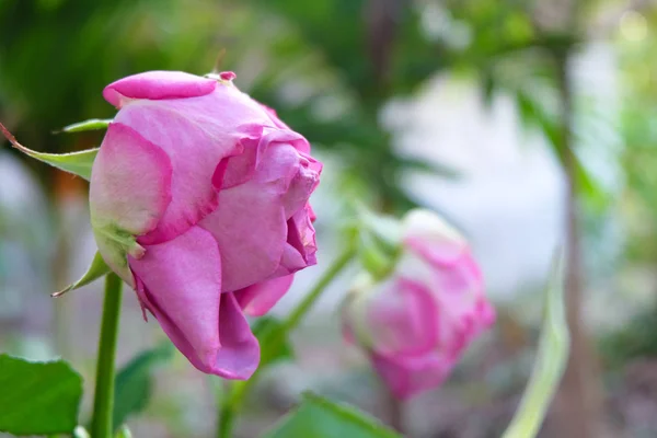 Рожева троянда квіти в день святого Валентина. — стокове фото