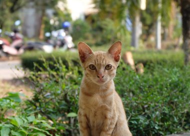 Yeşil bulanık arkaplanda tatlı bir simge.
