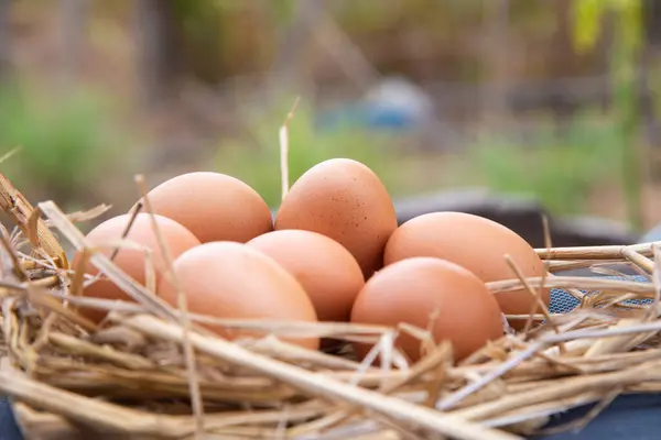 Группа яиц на размытом фоне . — стоковое фото