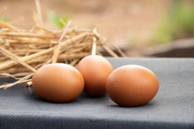 Doğada bir grup yumurta.