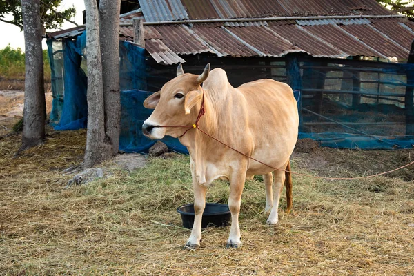 Cow in farmland agiculture concept. — Stock Photo, Image