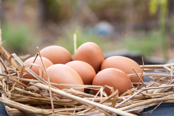 Närbild ägg i naturen. — Stockfoto