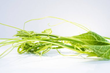 Aşçı için taze yeşil şilteyi kapat..