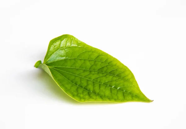 Зелений Лісовий Лист Листя Ізольований Білому Тлі — стокове фото