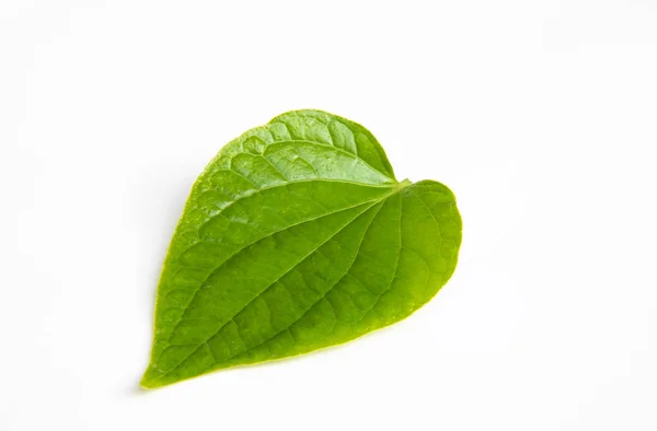 Green Wildbetal Leafbush Leaf Isolate White Background Thai Heab Cooking — Stock Photo, Image