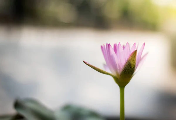 Kwiaty Lotosu Rozmytym Tle Ciemnym Tonie — Zdjęcie stockowe