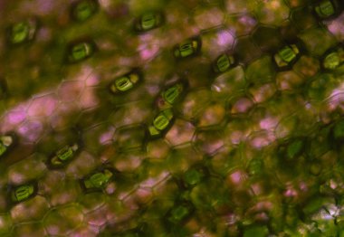 Stoma bitkilerini kapatın. Hücreler mikroskopla bulur..