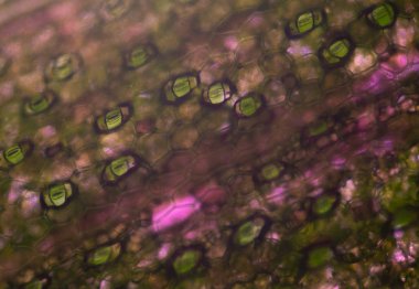 Stoma bitkilerini kapatın. Hücreler mikroskopla bulur..