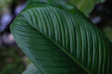 Yeşil yaprak doğa arka planını kapat.