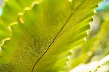 Yeşil yaprak doğa arka planını kapat.