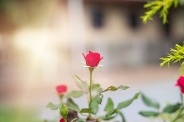 Arka planda küçük kırmızı çiçekler.