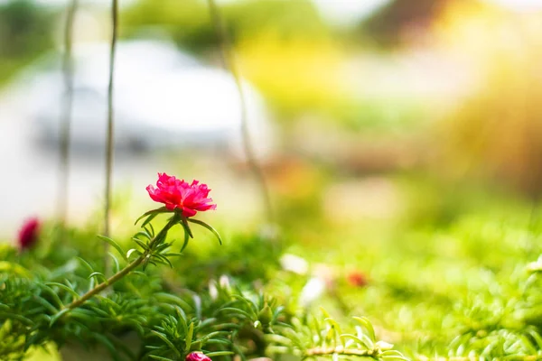 Flores Rojas Sobre Fondo Borroso —  Fotos de Stock