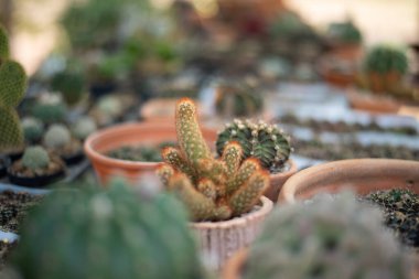 Doğadaki küçük kaktüs bitkisini kapatın..