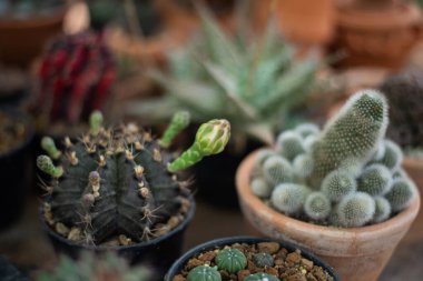 Doğadaki küçük kaktüs bitkisini kapatın..