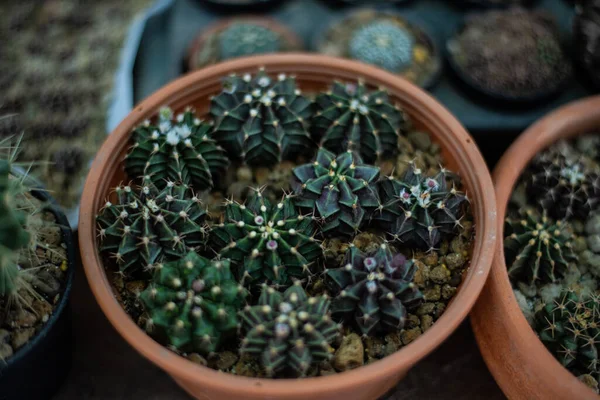 Gros Plan Petit Cactus Planst Dans Nature — Photo