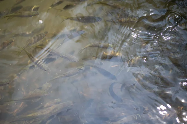 暹罗鱼群在水中的泥鱼 — 图库照片