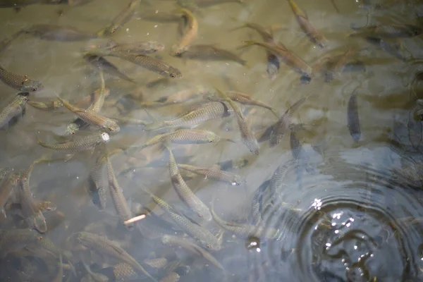 Gruppe Siamesischer Schlammkarpfen Wasser — Stockfoto