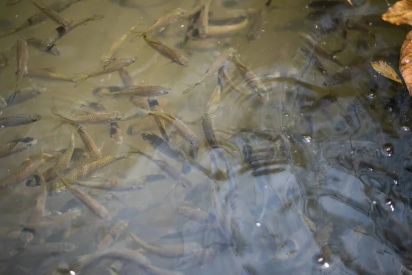 Grupo Peces Siameses Carpa Barro Agua — Foto de Stock