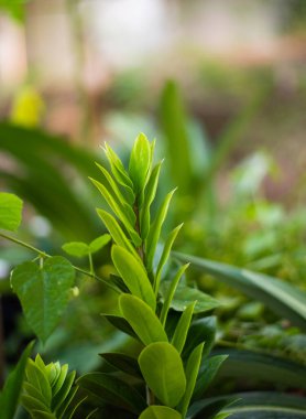 Doğadaki yeşil bitkileri kapatın..