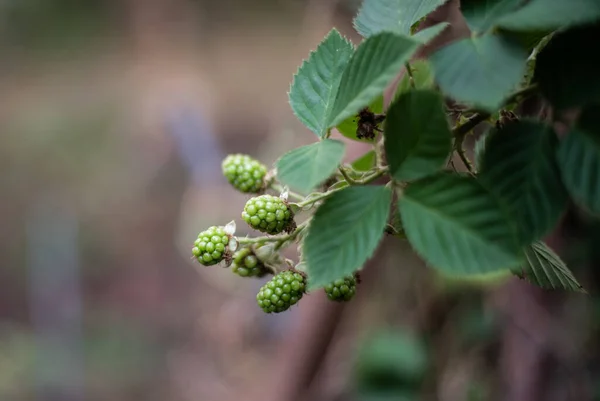 Fruta Mora Verde Naturaleza — Foto de Stock
