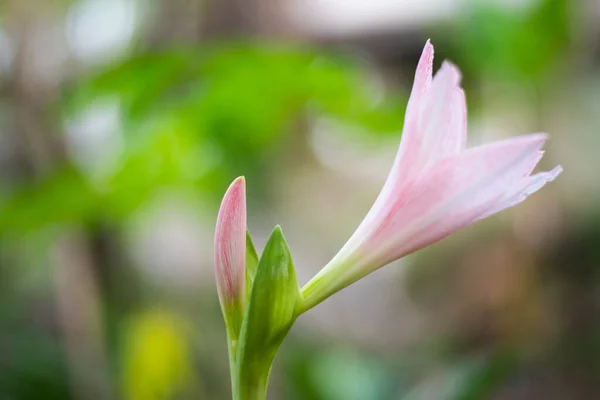 Fermer Fleurs Lis Roses Dans Nature — Photo