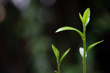 Bulanık arkaplanda yeşil bitkileri kapat.