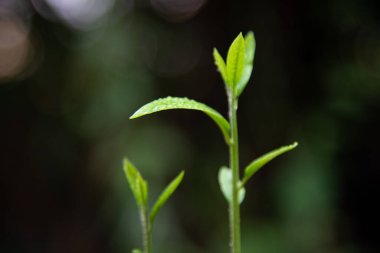 Bulanık arkaplanda yeşil bitkileri kapat.