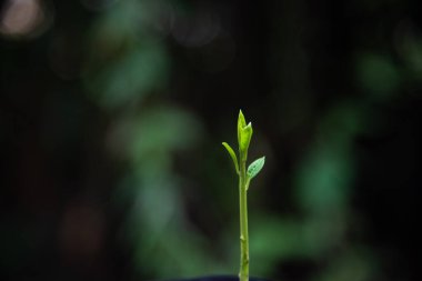 Bulanık arkaplanda yeşil bitkileri kapat.