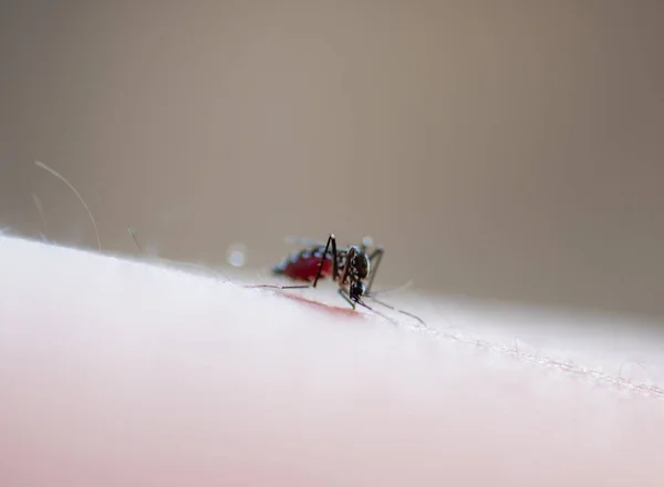 在模糊的背景下接近一只蚊子吸吮人类血液 — 图库照片