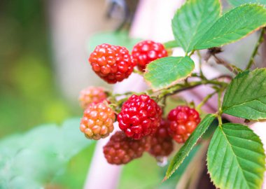 Yeşil bitkilerin üzerine taze kırmızı böğürtlen koyun..