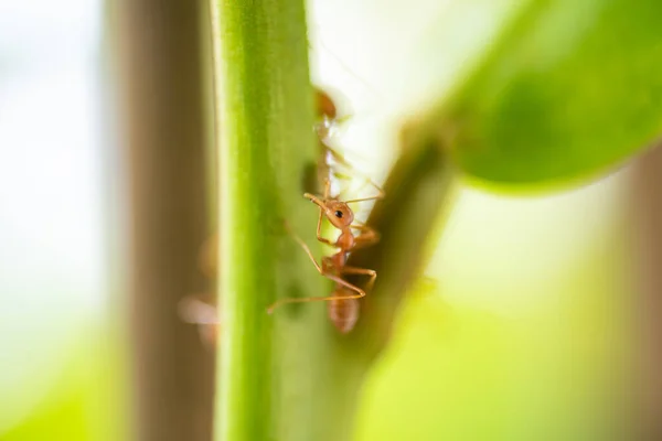 Close Mieren Groene Natuur Achtergrond — Stockfoto