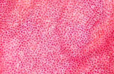 Mikroskop 10X ile bulunan bitki hücrelerinin bulanık dokusu.