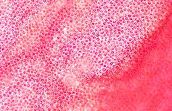 Texture Floue Des Cellules Végétales Trouvées Microscope 10X — Photo