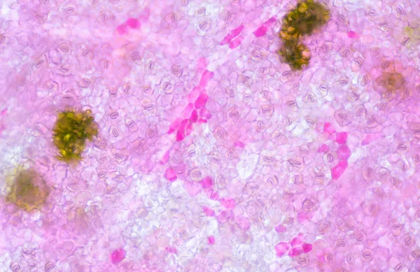 Texture Floue Des Cellules Végétales Trouvées Microscope 10X — Photo