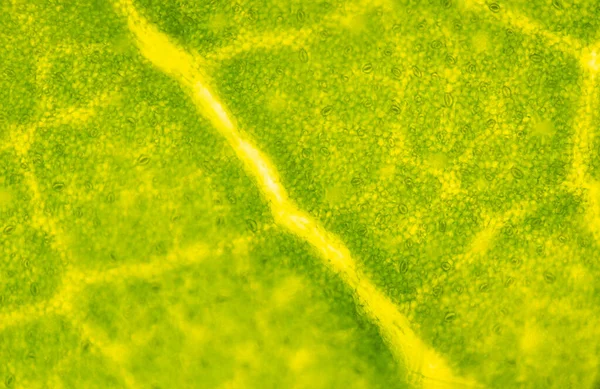 Texture Floue Des Cellules Végétales Trouvées Microscope 10X — Photo
