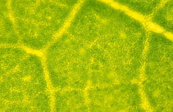 Textura Desenfocada Las Células Vegetales Encontradas Con Microscopio 10X — Foto de Stock