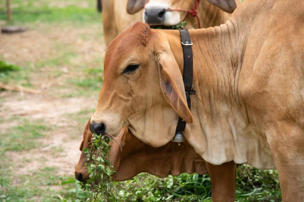 Close Cows Eting Green Plants Farmland — Stock Photo, Image