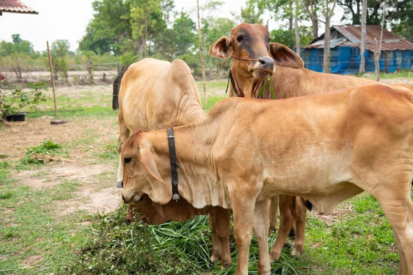 Close Cows Eting Green Plants Farmland — Stock Photo, Image