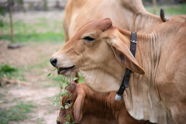 Cows Farmland Looking Camera — Stock Photo, Image
