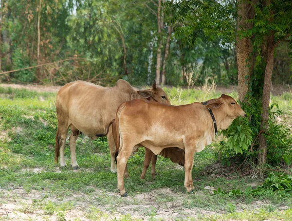 Mucche Terreni Agricoli Guardando Telecamera — Foto Stock