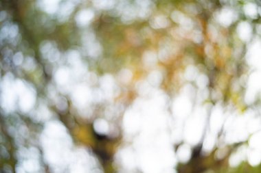 Bokeh ağaçlarının soyut arkaplan bozulması.