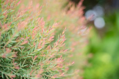 Bulanık küçük yeşil bitkiler doğa arka planı.