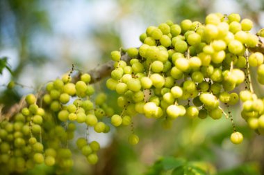 Doğada bitkiler ve ağaçlar.