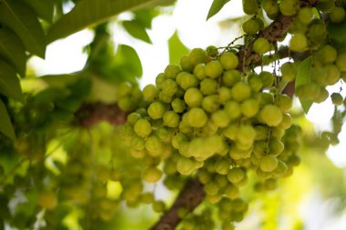 Doğada bitkiler ve ağaçlar.