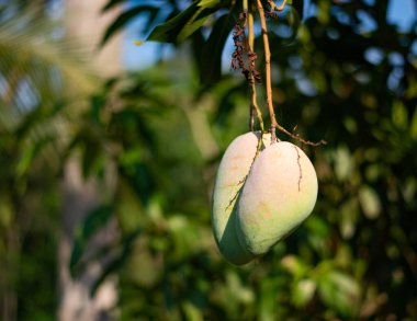 Doğada bitkiler ve ağaçlar.