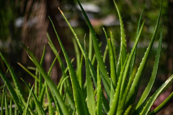 自然の概念における植物や木 — ストック写真