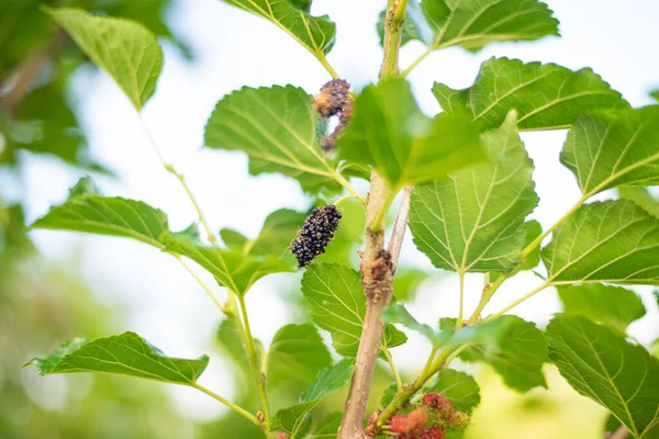 Geen Plantas Árboles Concepto Naturaleza — Foto de Stock